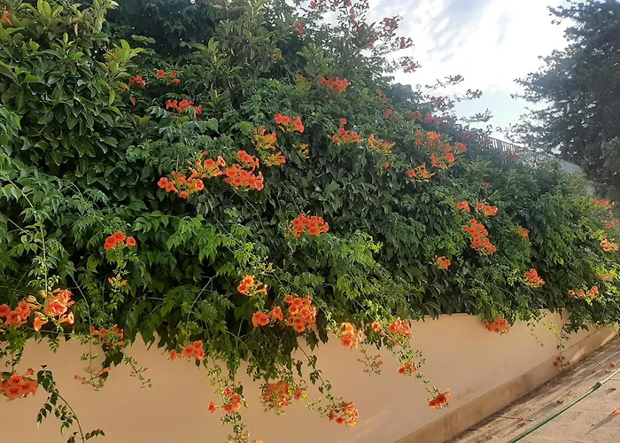 The Orange Groove